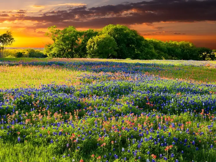 A meadow of bluebonnets and paintbrush in flower at sunset